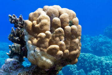 Zo leeft deze koraal