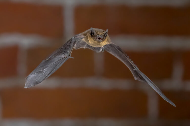 Nocturnal Pipistrelle bat (Pipistrellus pipistrellus) close up. Flying in urban setting with bricks in background in darkness at night