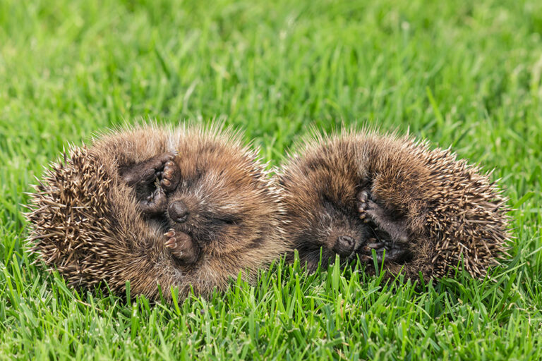 closeup of two young hedgehogs sleeping on lawn