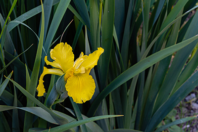 Yellow pseudacorus iris