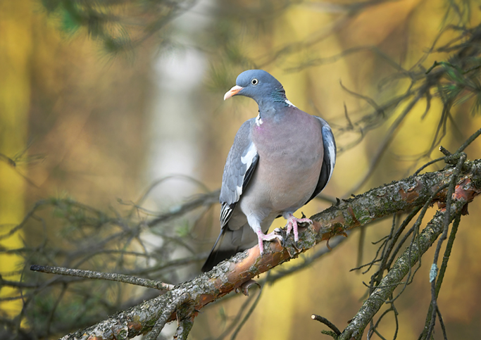 Common wood pigeon ( Columba palumbus )