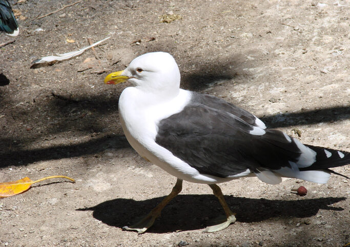 Gulls or seagulls are seabirds.They are most closely related to the terns and only distantly related to auks, skimmers, and more distantly to the waders