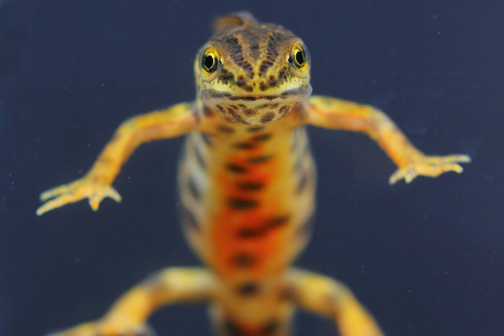 Water salamander