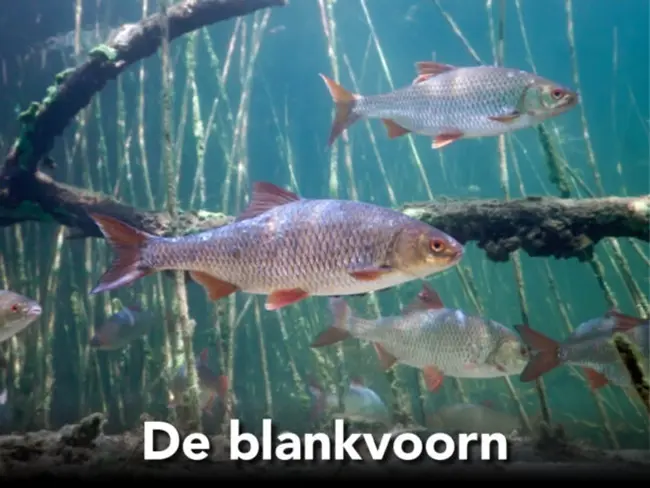 11.-blankvoorn-1-e1714201371299