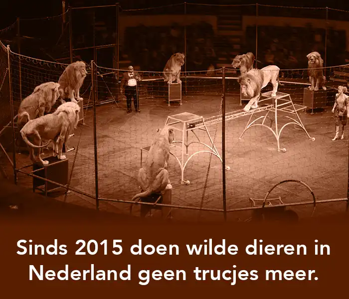 5.-circusdieren
