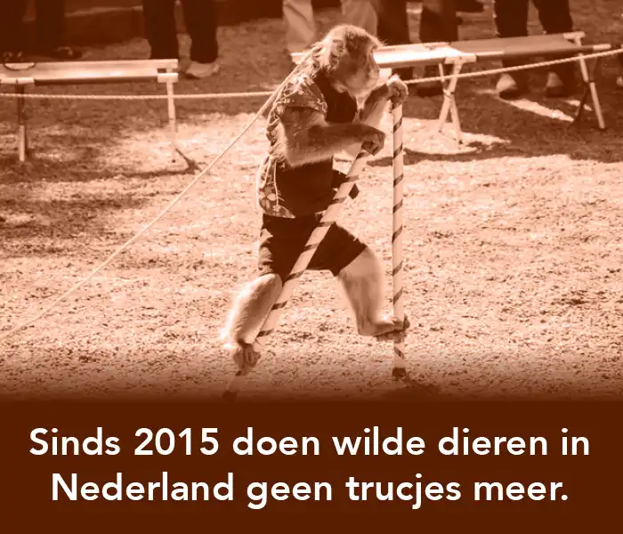 5.-circusdieren3
