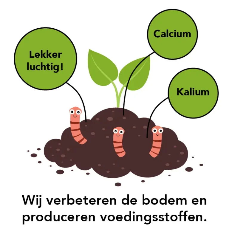 7.-wormen-in-de-bodem2