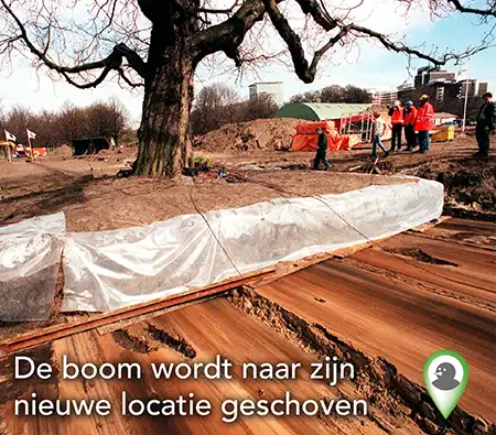 Boomverplaatsing3