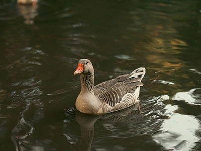 Gans