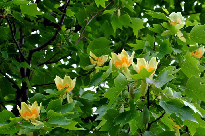 Tulpenboom