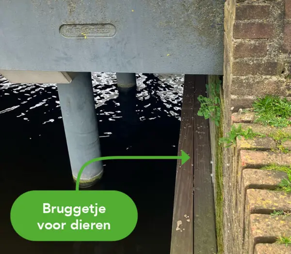 Verborgen oversteekplaatsen voor dieren