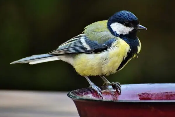 Wijngaardtuin koolmees