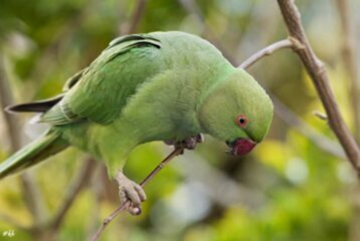 Bron: Vroegevogels.nl